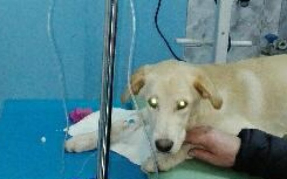 
        Zbiórka Bella chora na parwowirozę - zdjęcie główne
    