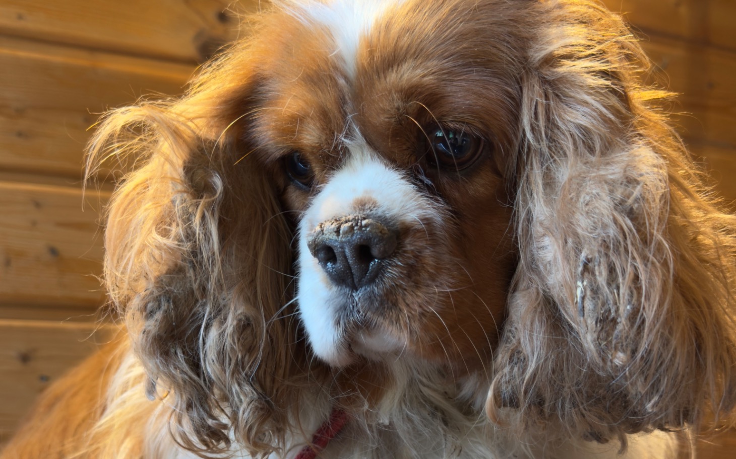 
        Zbliżenie na psa rasy Cavalier King Charles Spaniel z długimi uszami.
    