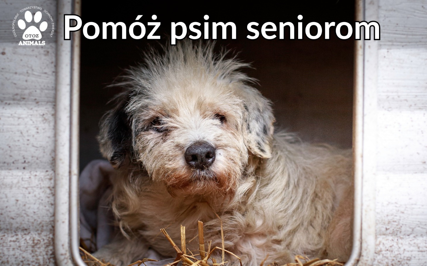 
        Pomóż psim seniorom w potrzebie, daj im szansę na lepsze życie.
    