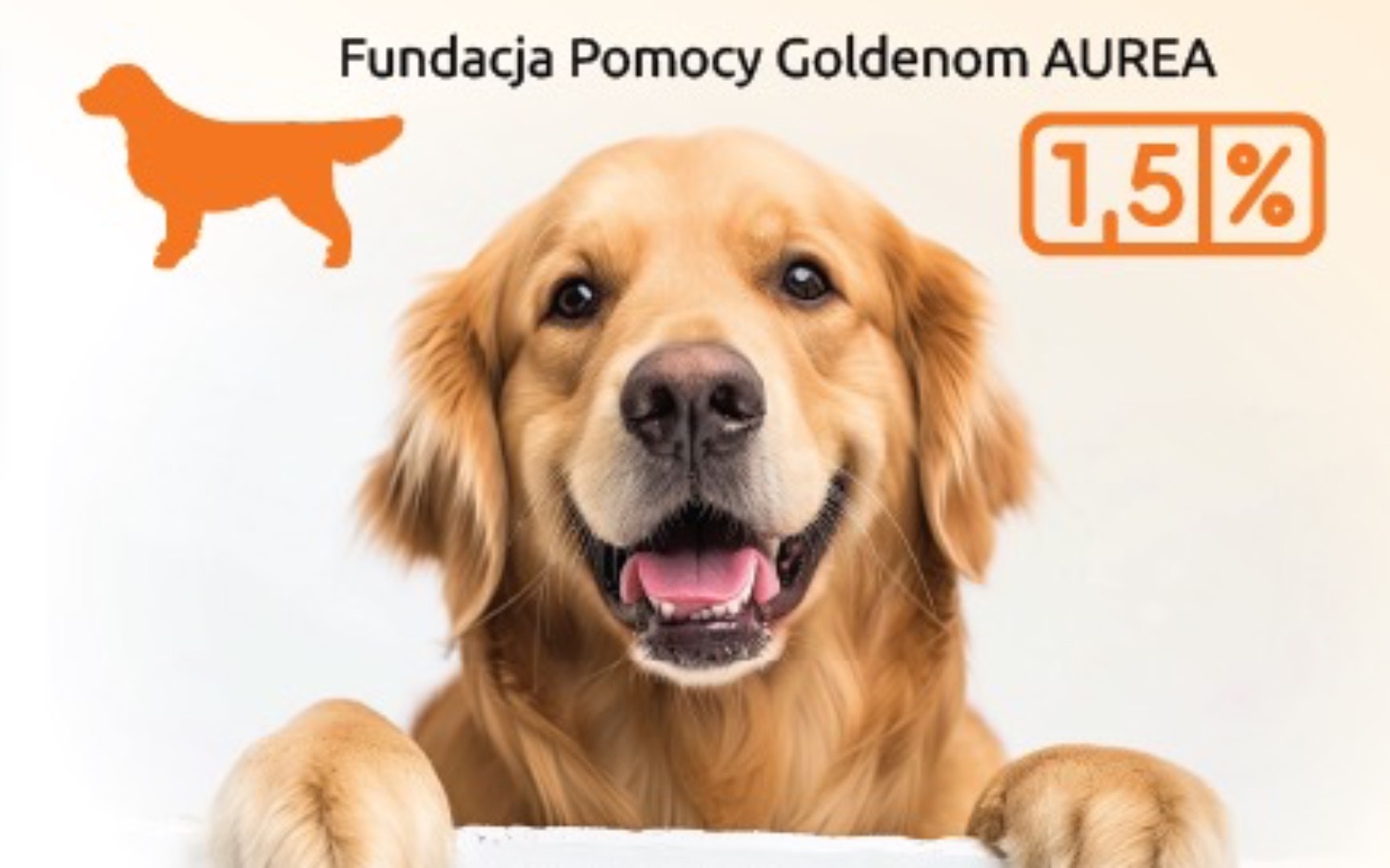 
        Radosny golden retriever z uśmiechem na tle jasnego tła.
    