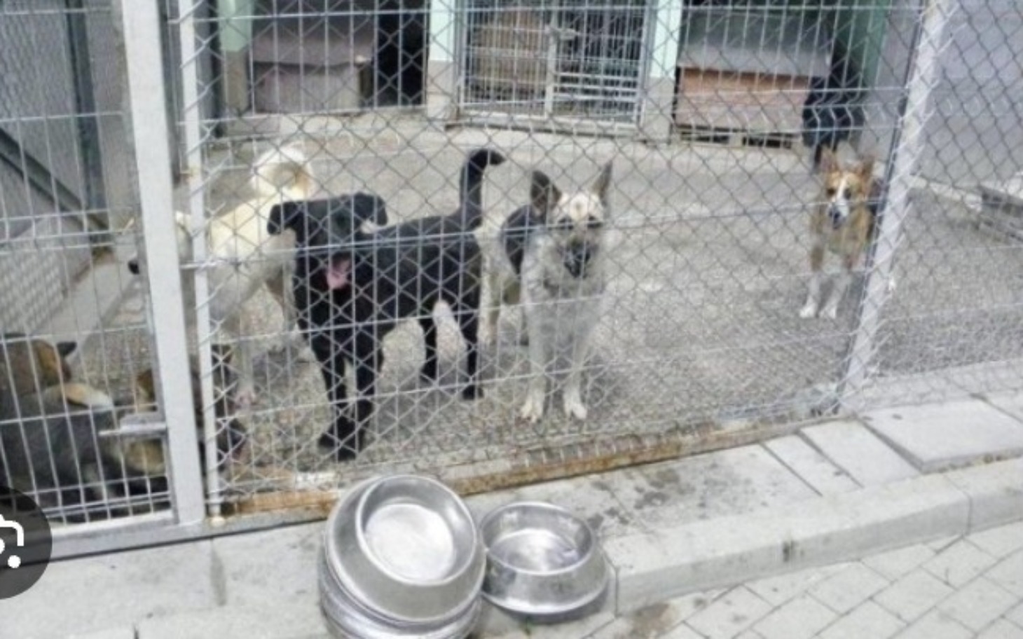 
        Psy w schronisku, czekające na adopcję.
    