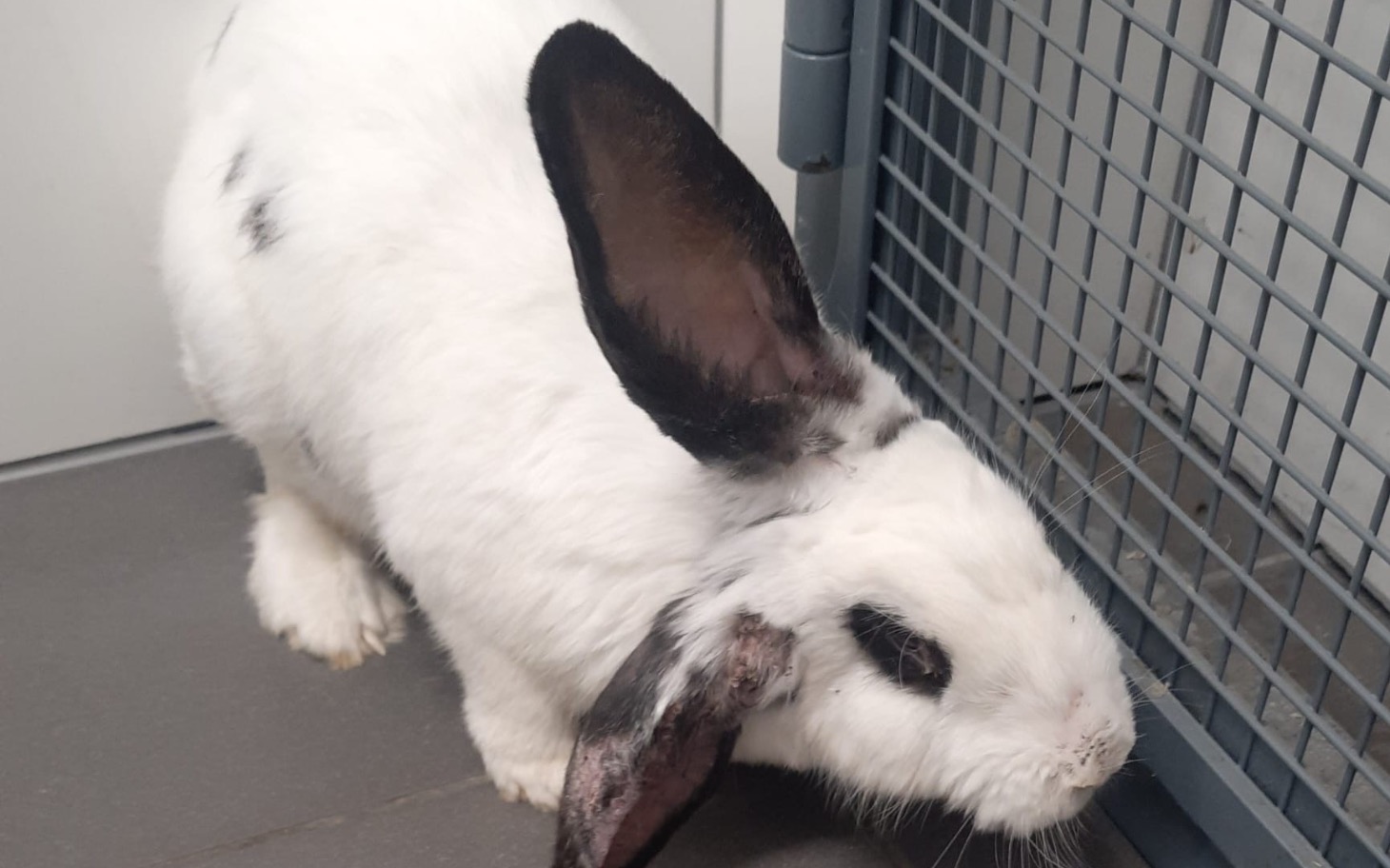 
        Królika w klinice weterynaryjnej.
    