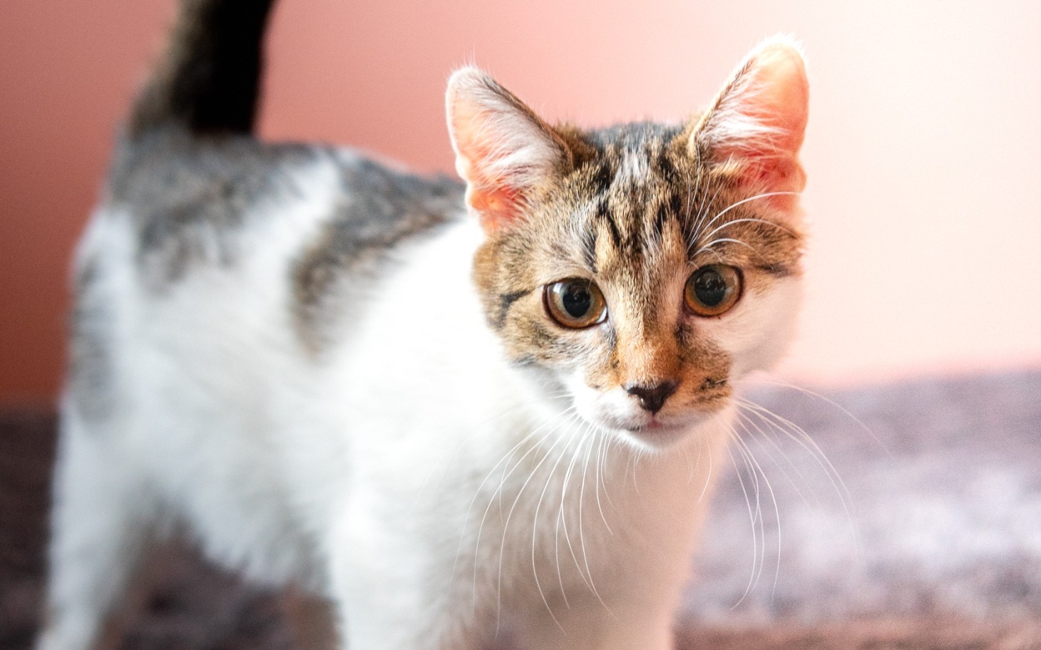 
        Zbiórka Bella - sama z całego miotu... - zdjęcie główne
    