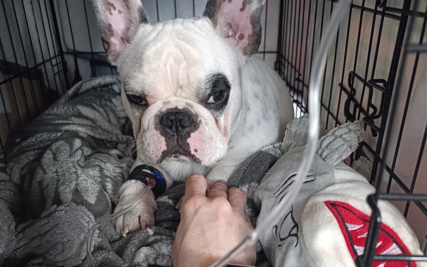 
        Buldog francuski leżący w klatce, z wyrazem niezadowolenia.
    