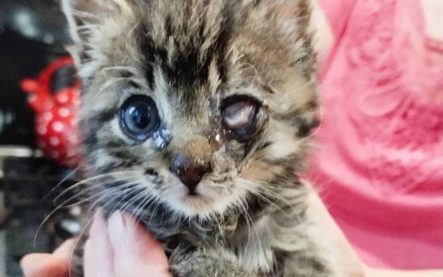 
        Kotek z uszkodzonym okiem, trzymany w dłoni.
    