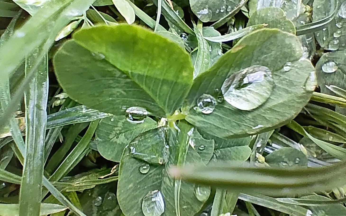 
        Koniczyna pokryta kroplami wody na zielonej trawie.
    