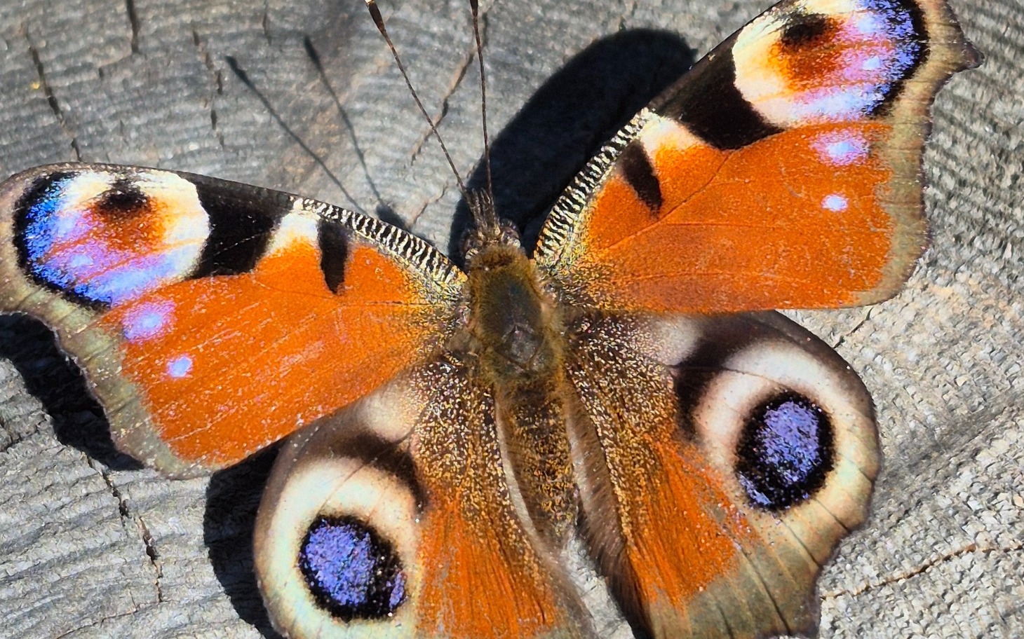 
        Motyl o pięknych, kolorowych skrzydłach na drewnianej powierzchni.
    