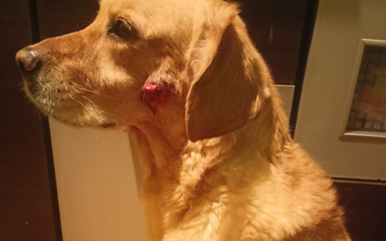 
        Złoty retriever z raną na policzku.
    
