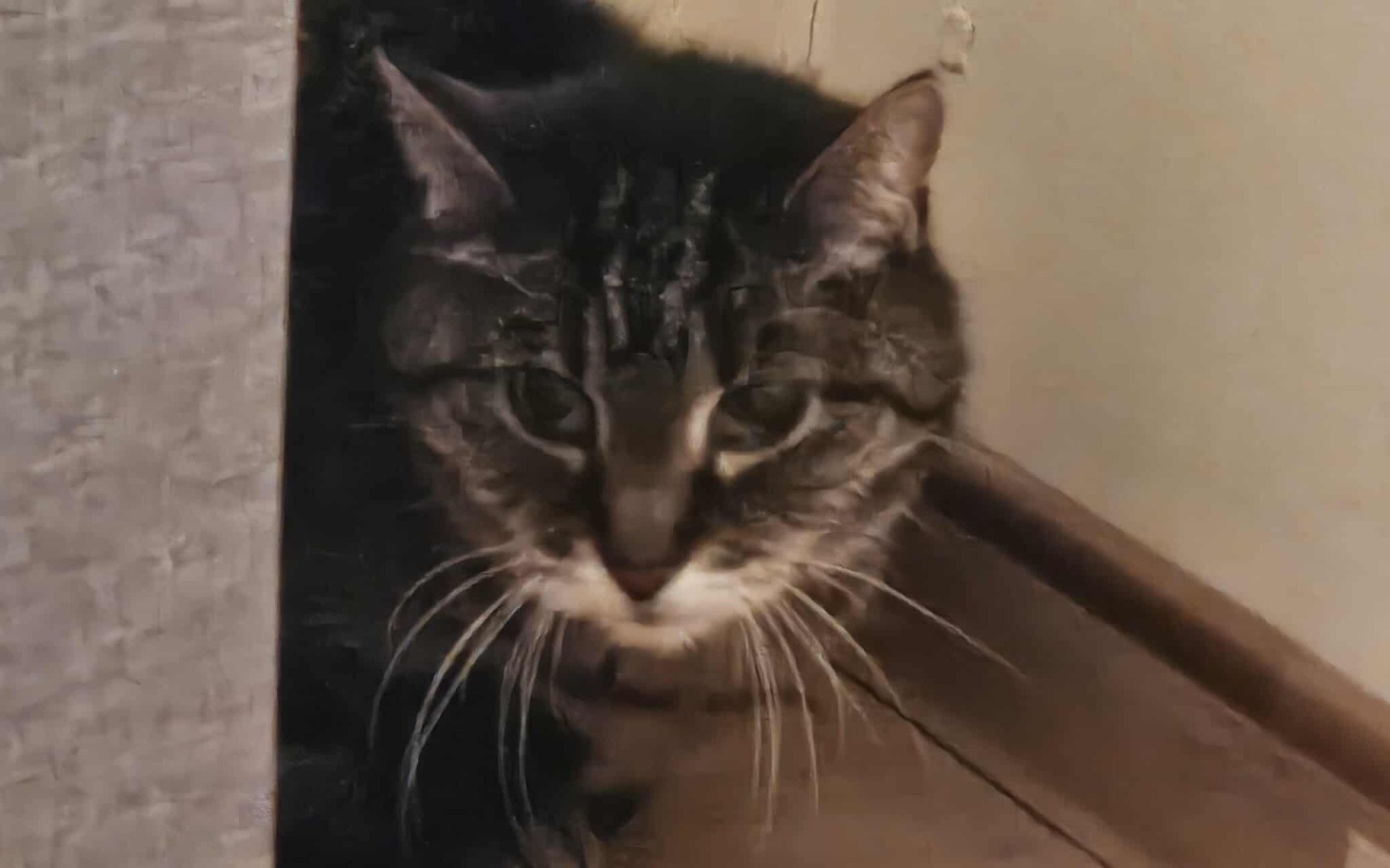 
        Kot z wyraźnym niepokojem, ukryty w kącie pokoju.
    