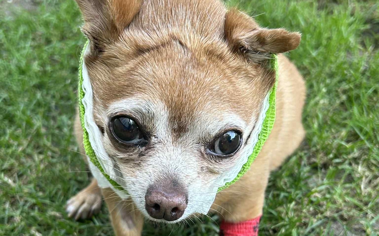 
        Mały pies rasy chihuahua z opatrunkiem na łapie, patrzący w kamerę.
    