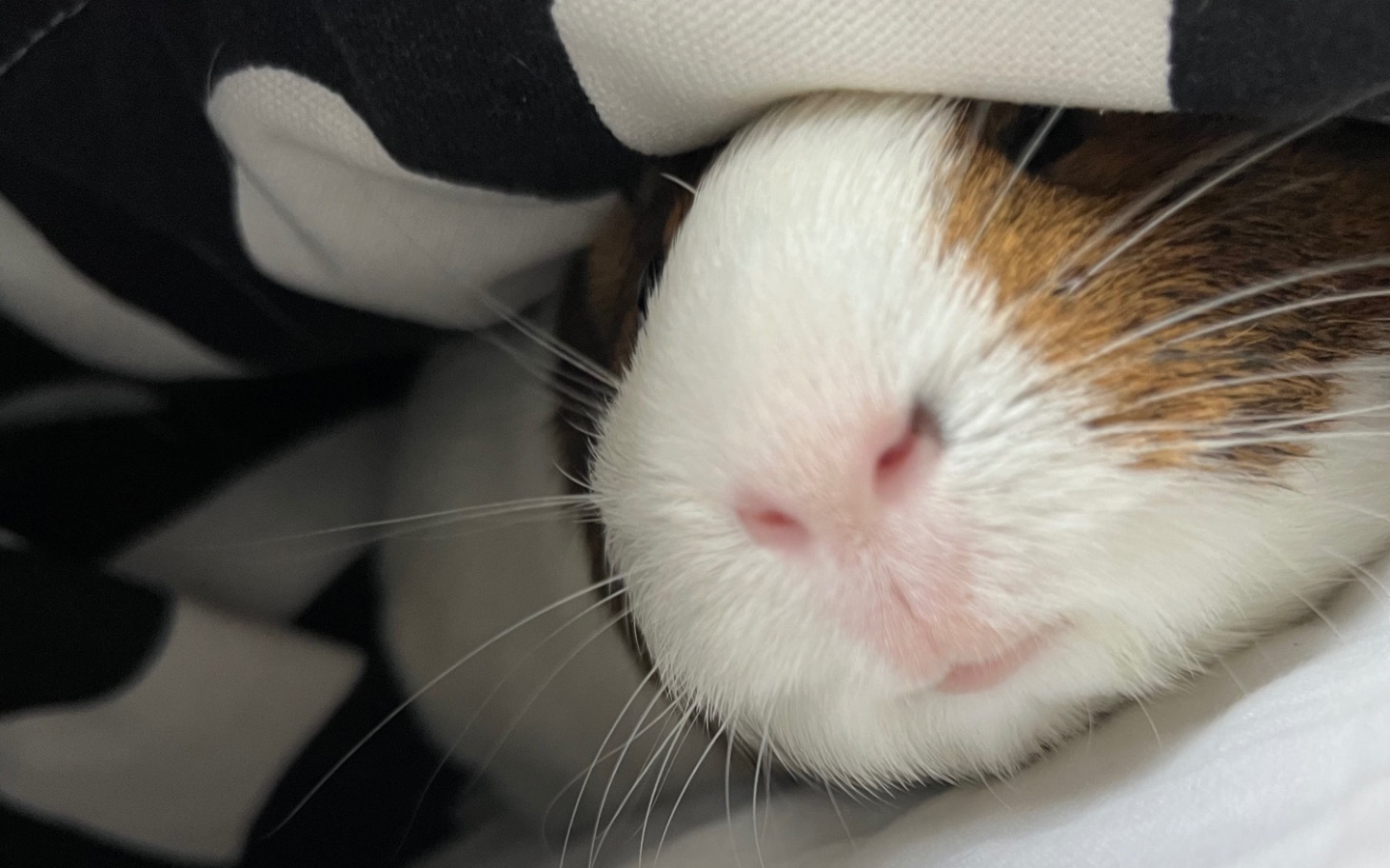 
        Zbliżenie na kota schowanego pod kocem.
    