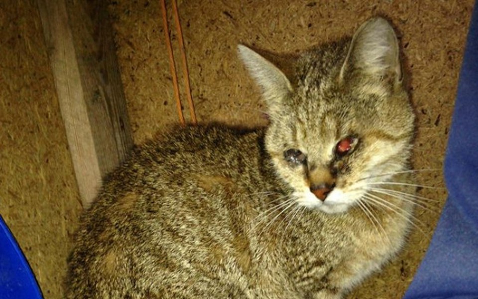 Zbiórka Ratujemy życie Igusi - zdjęcie główne