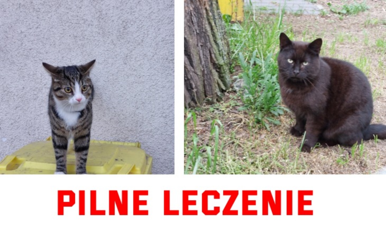 
        Dwa koty na tle trawy, napis 'Pilne leczenie'.
    