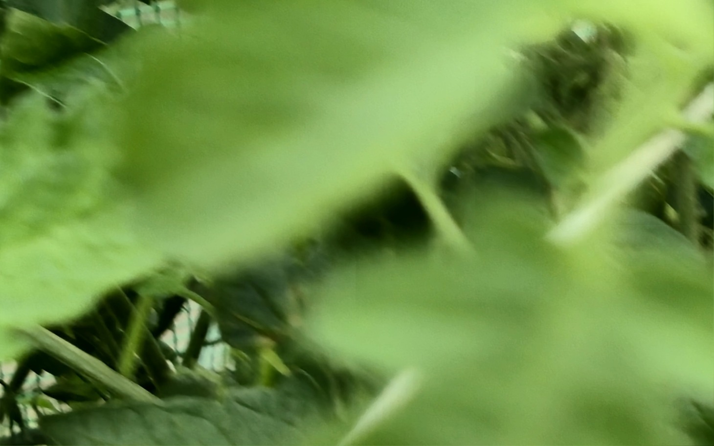 
        Zielone liście w tle, tworzące naturalną scenerię.
    