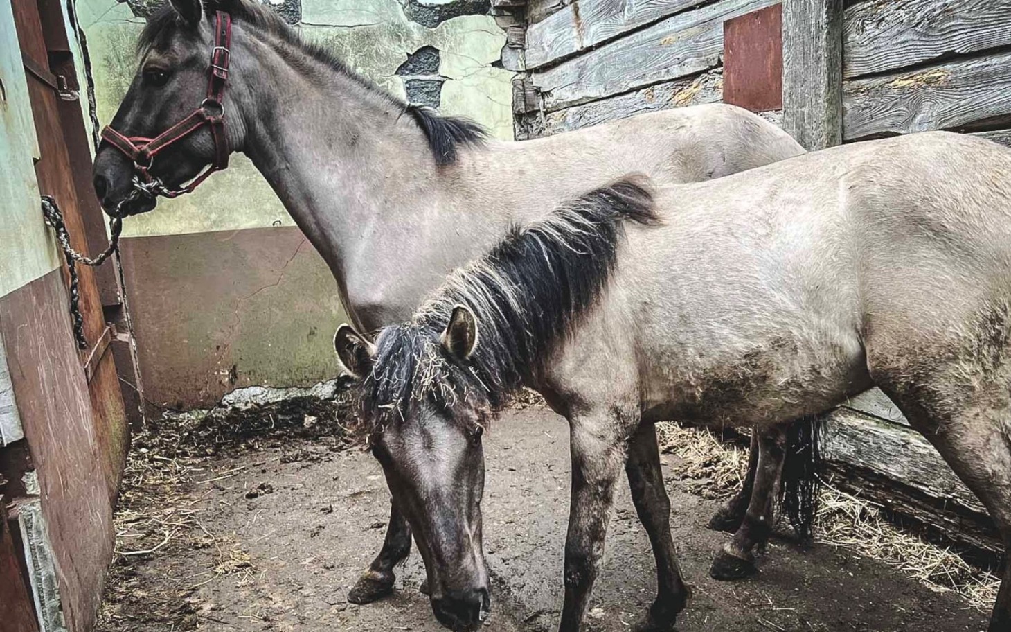 
        Dwa konie w stajni, jeden z nich z charakterystyczną grzywą.
    