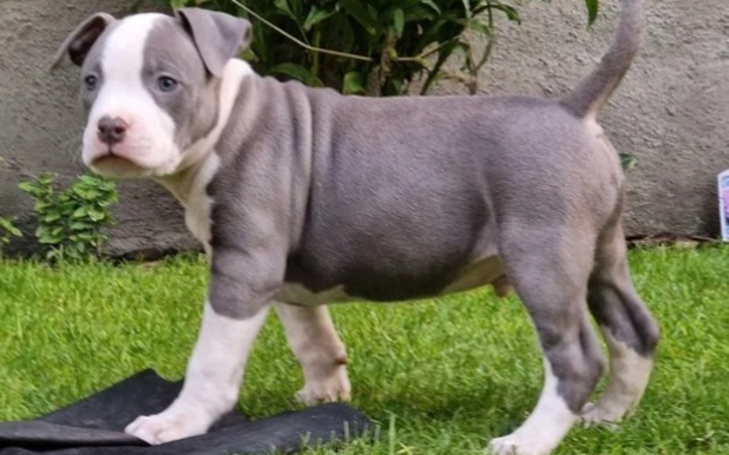 
        Słodki szczeniak rasy pitbull na trawie.
    
