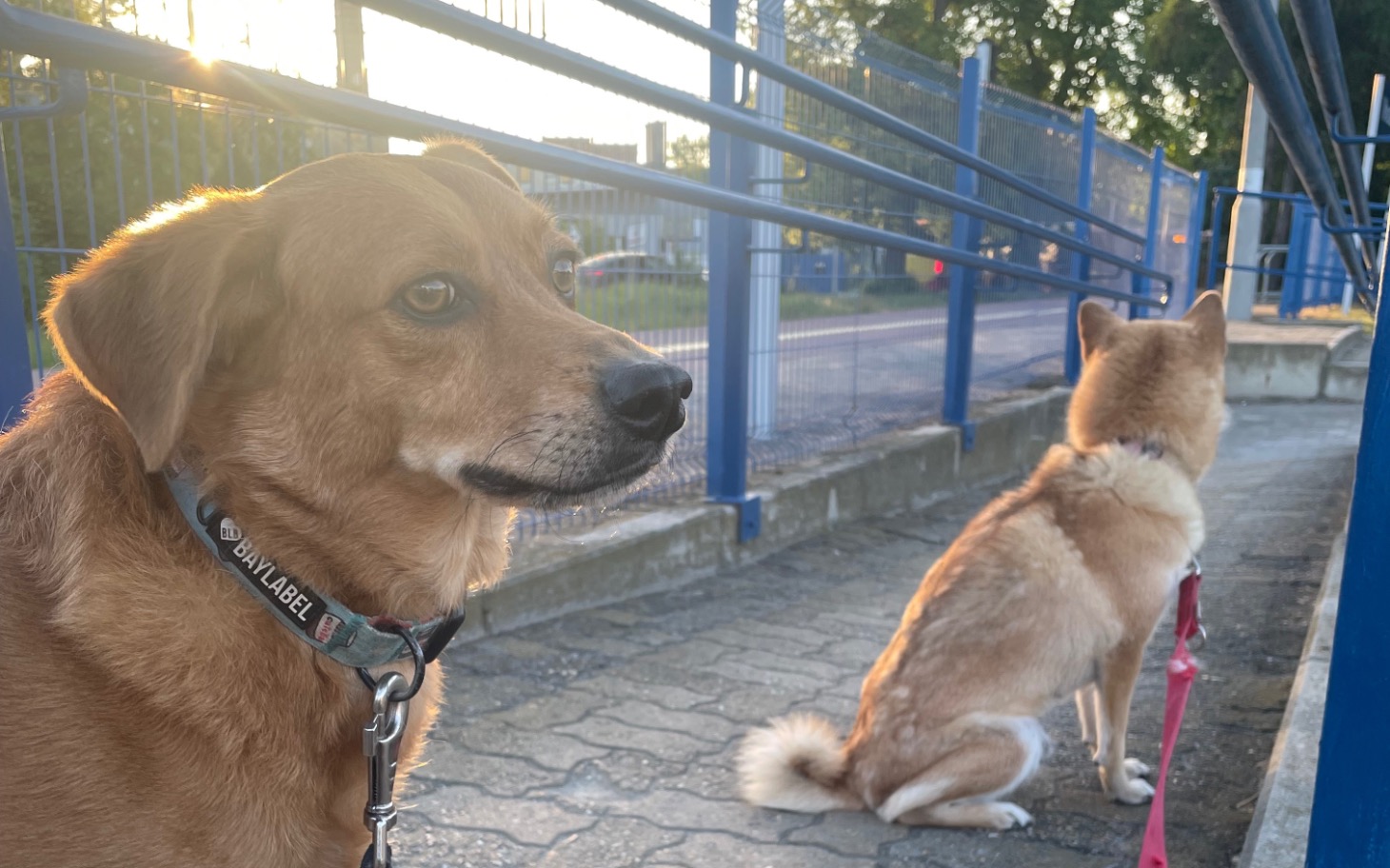 
        Dwa psy siedzące na chodniku, patrzące w różne strony.
    