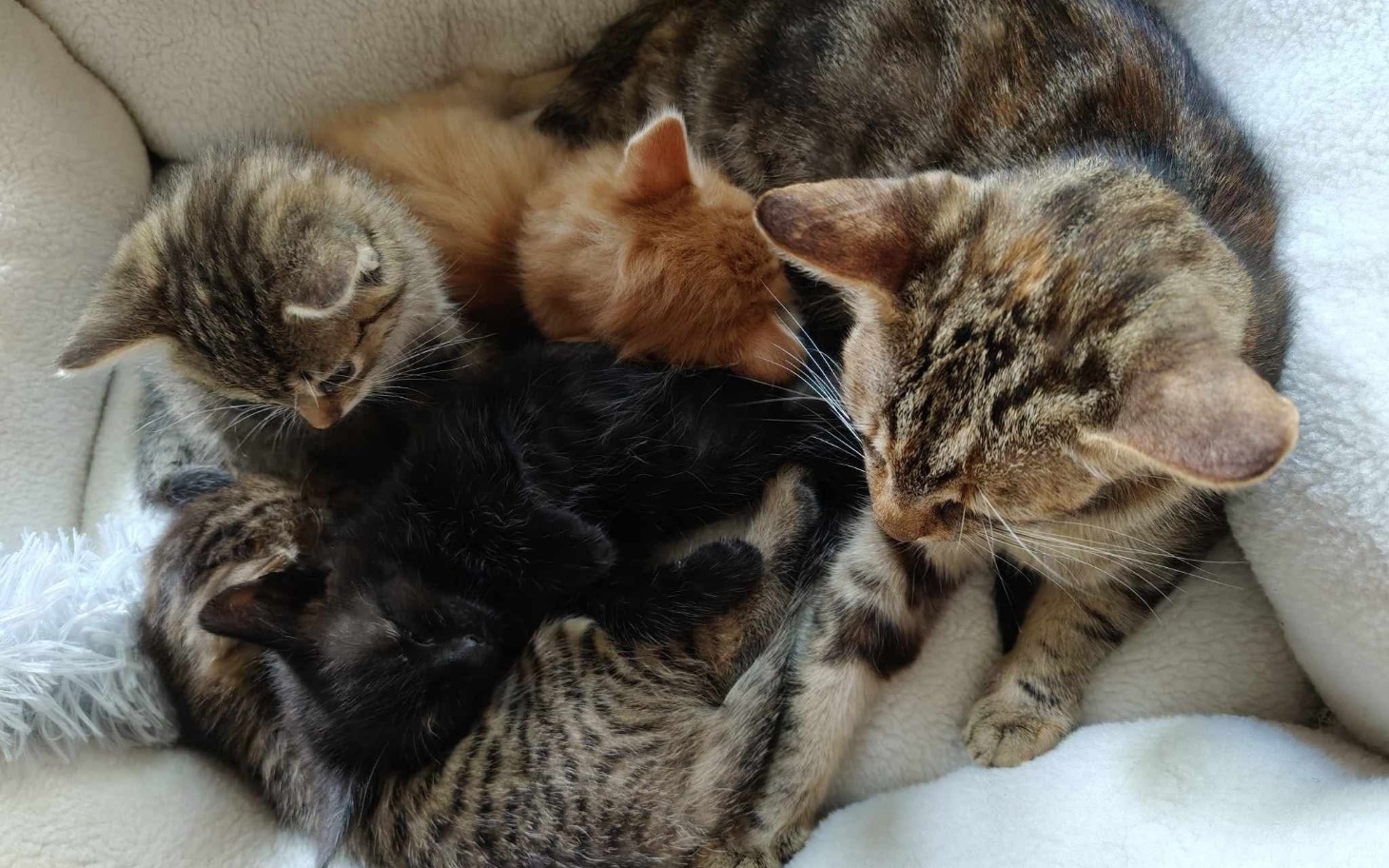 
        Kocia mama z pięcioma kociętami w przytulnym miejscu.
    