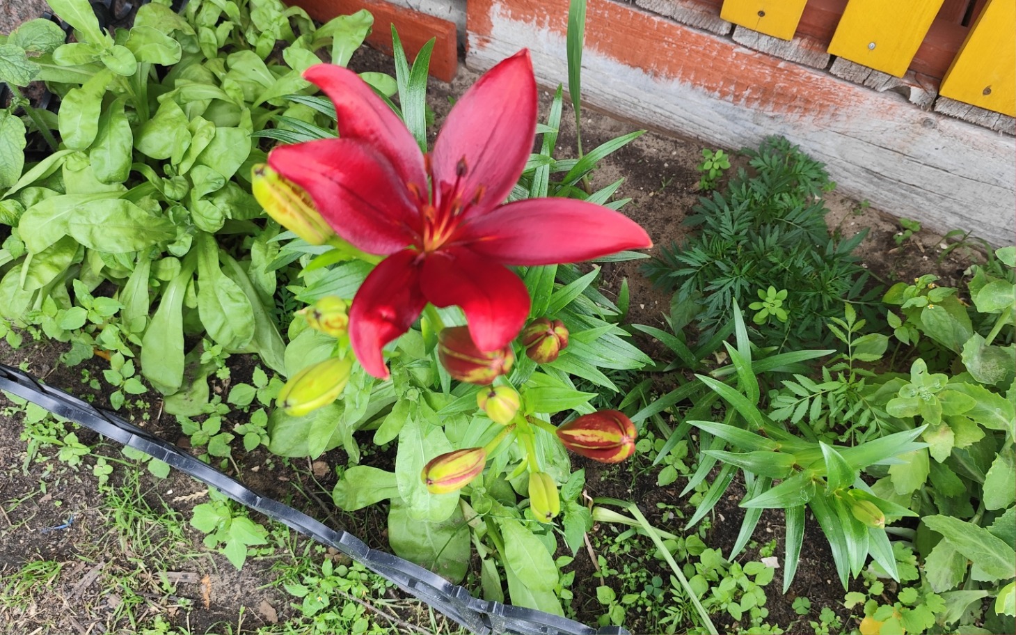 
        Czerwony kwiat lilii w ogrodzie, otoczony zielenią.
    