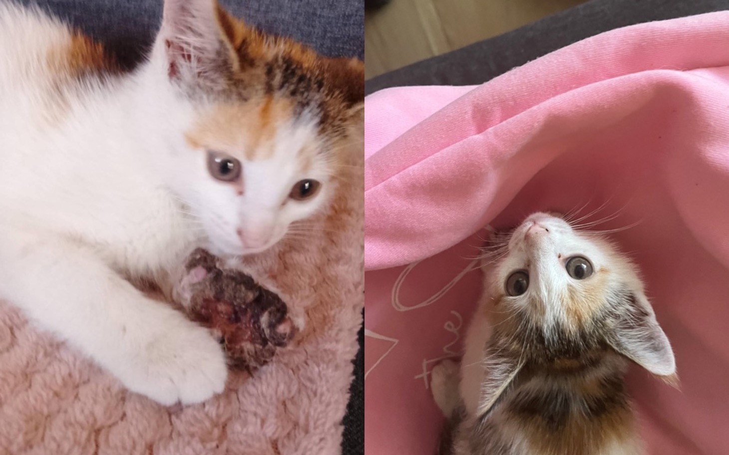 
        Kocięta w przytulnym otoczeniu, szukają nowego domu.
    