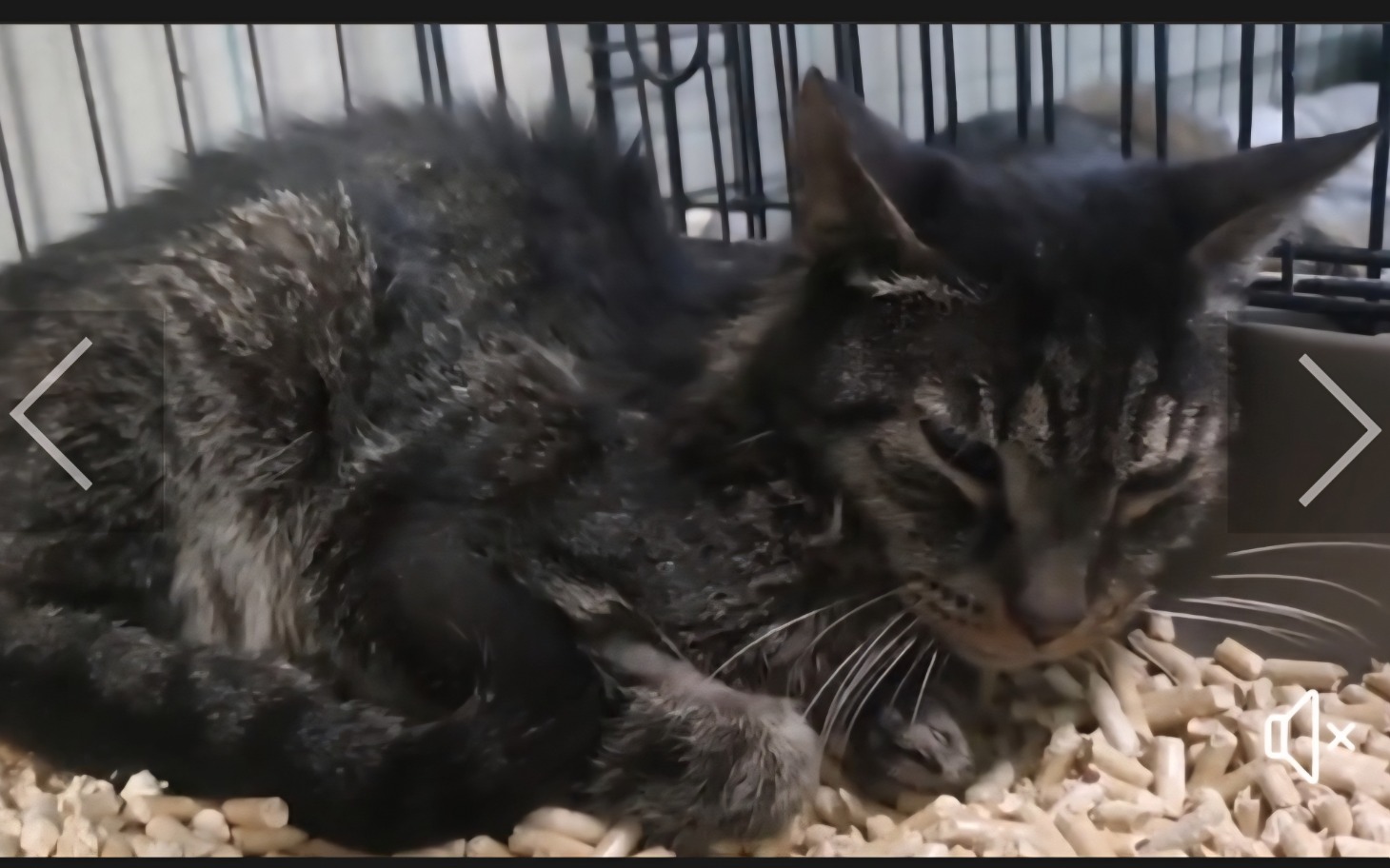 
        Kot w klatce, odpoczywający w bezpiecznym miejscu.
    