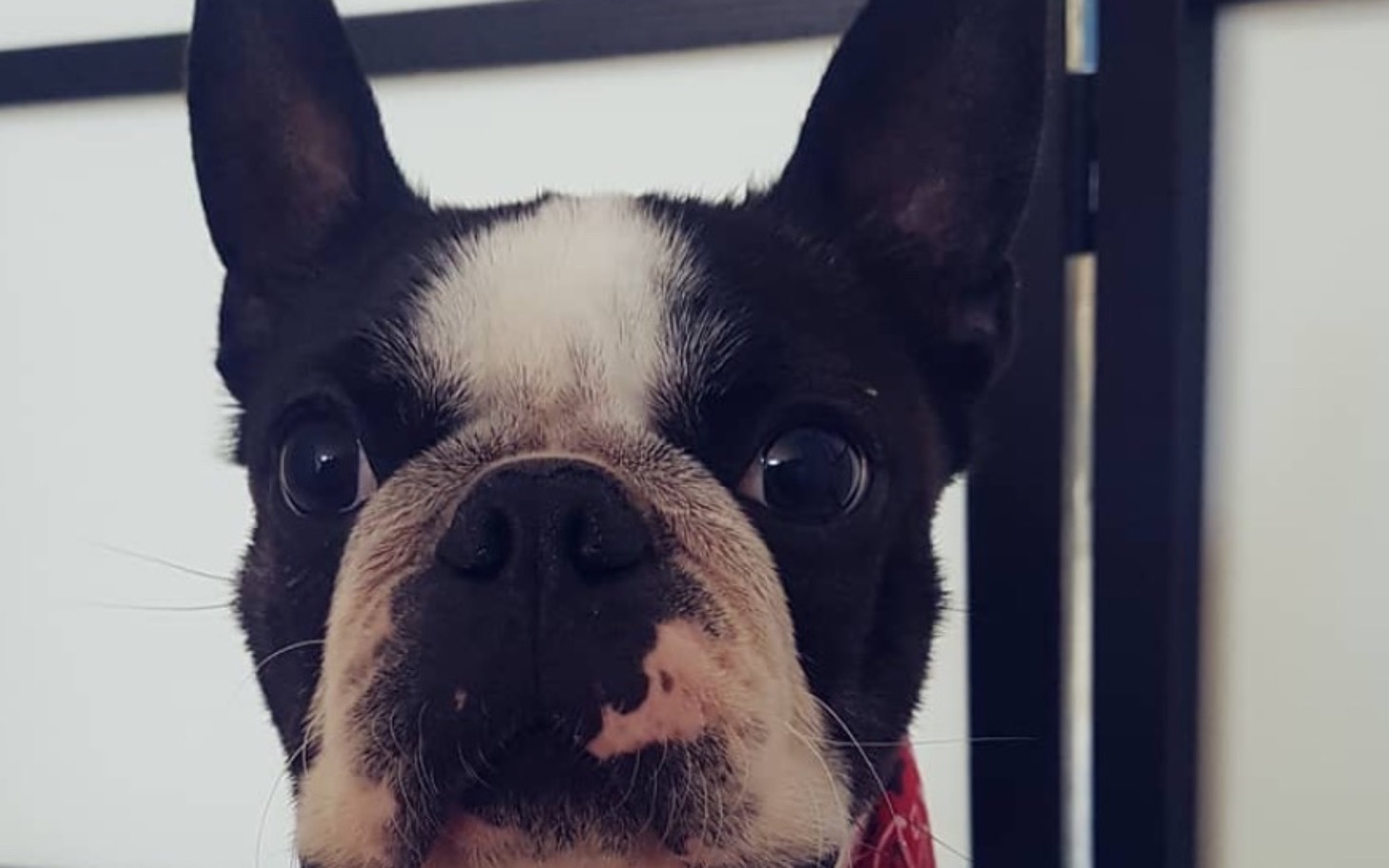 
        Portret psa rasy Boston Terrier z wyrazem twarzy.
    