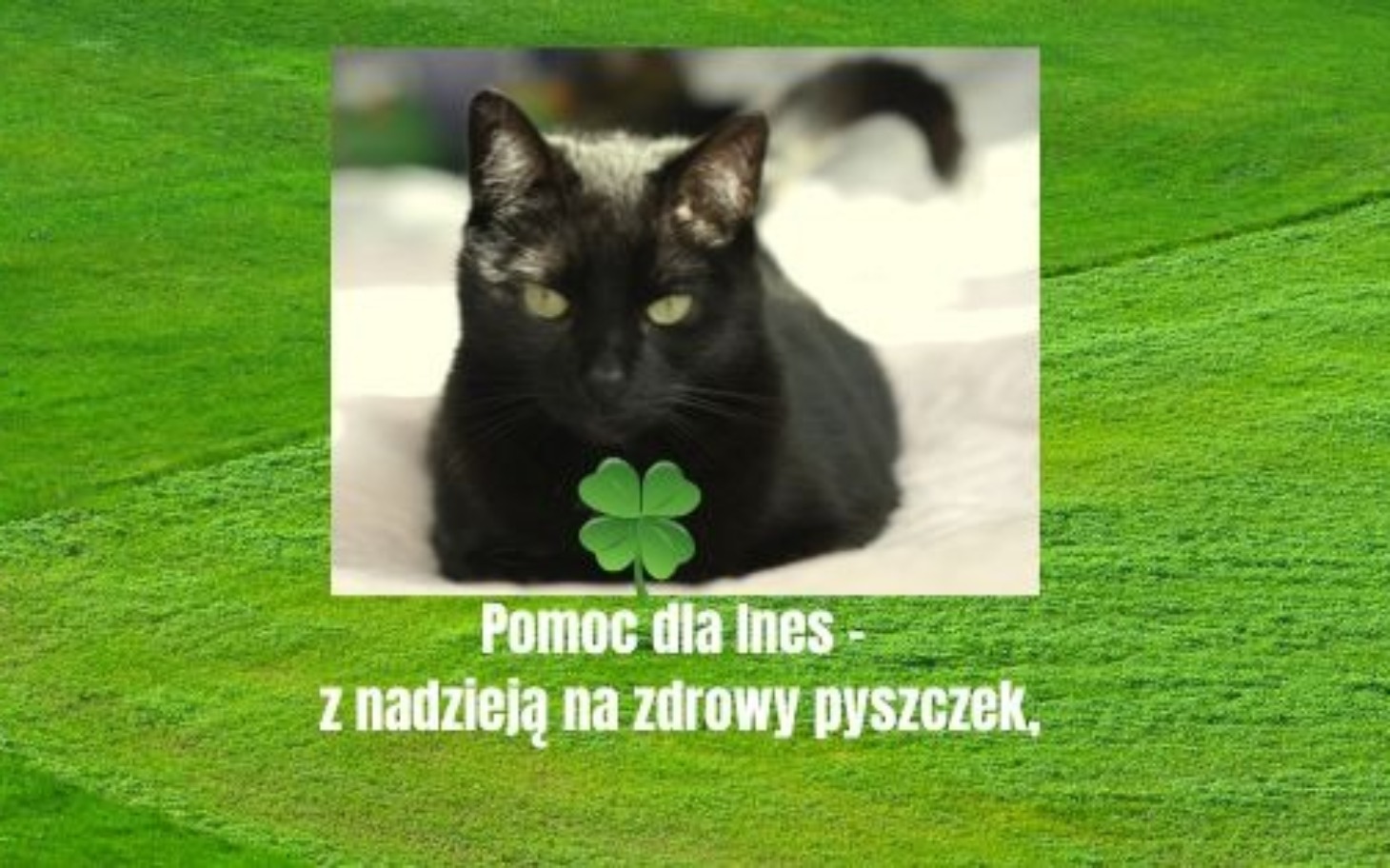 
        Czarny kot z koniczynką na tle zielonej trawy.
    