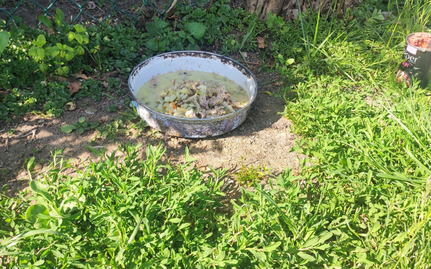 
        Miska z resztkami jedzenia na trawie.
    
