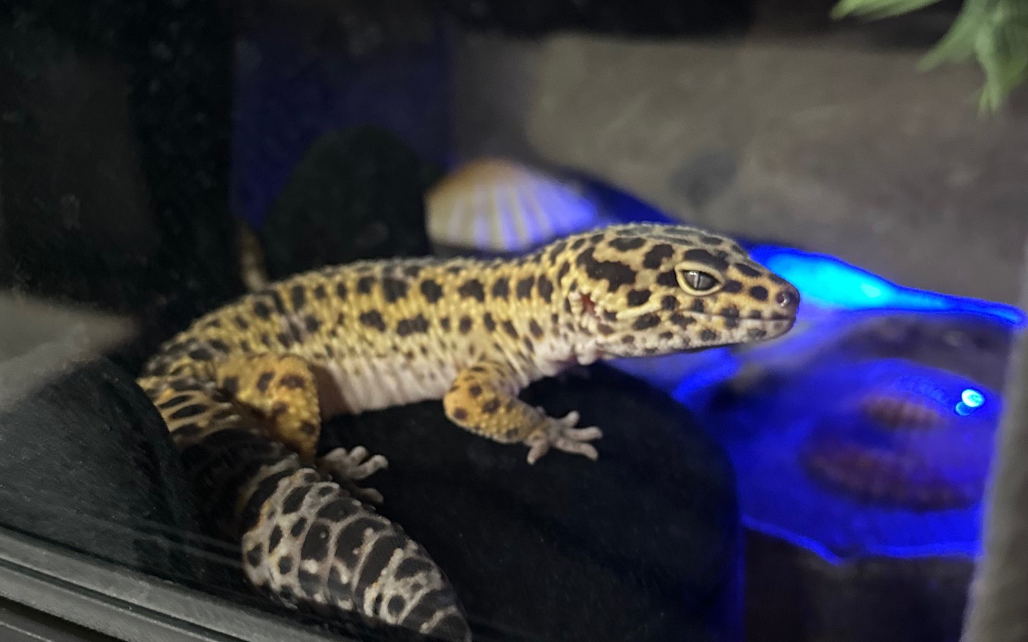 
        Gekon lamparci w terrarium, na tle niebieskiego światła.
    