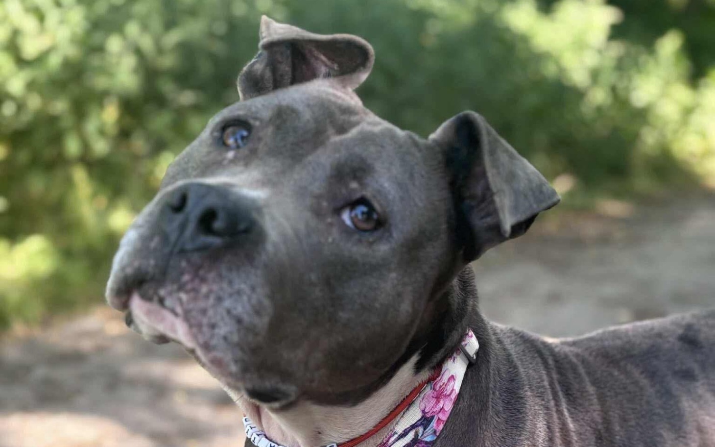 Pies rasy pitbull z wyrazem przyjaznym na twarzy.