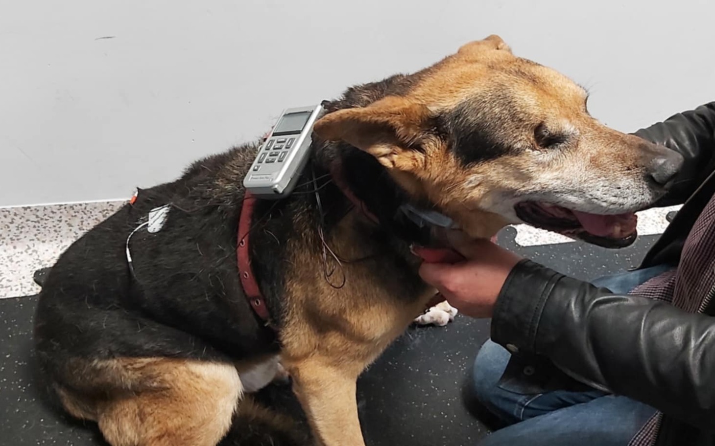 
        Pies z urządzeniem monitorującym na plecach, w gabinecie weterynaryjnym.
    