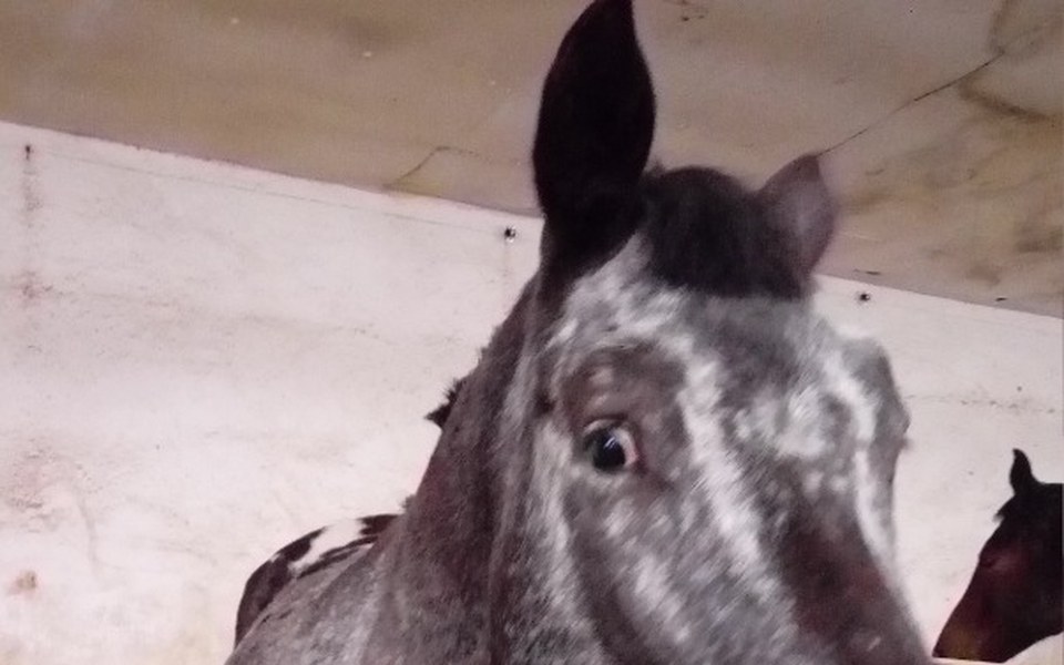 
        Zbiórka Ostatnia szansa na zycie - zdjęcie główne
    