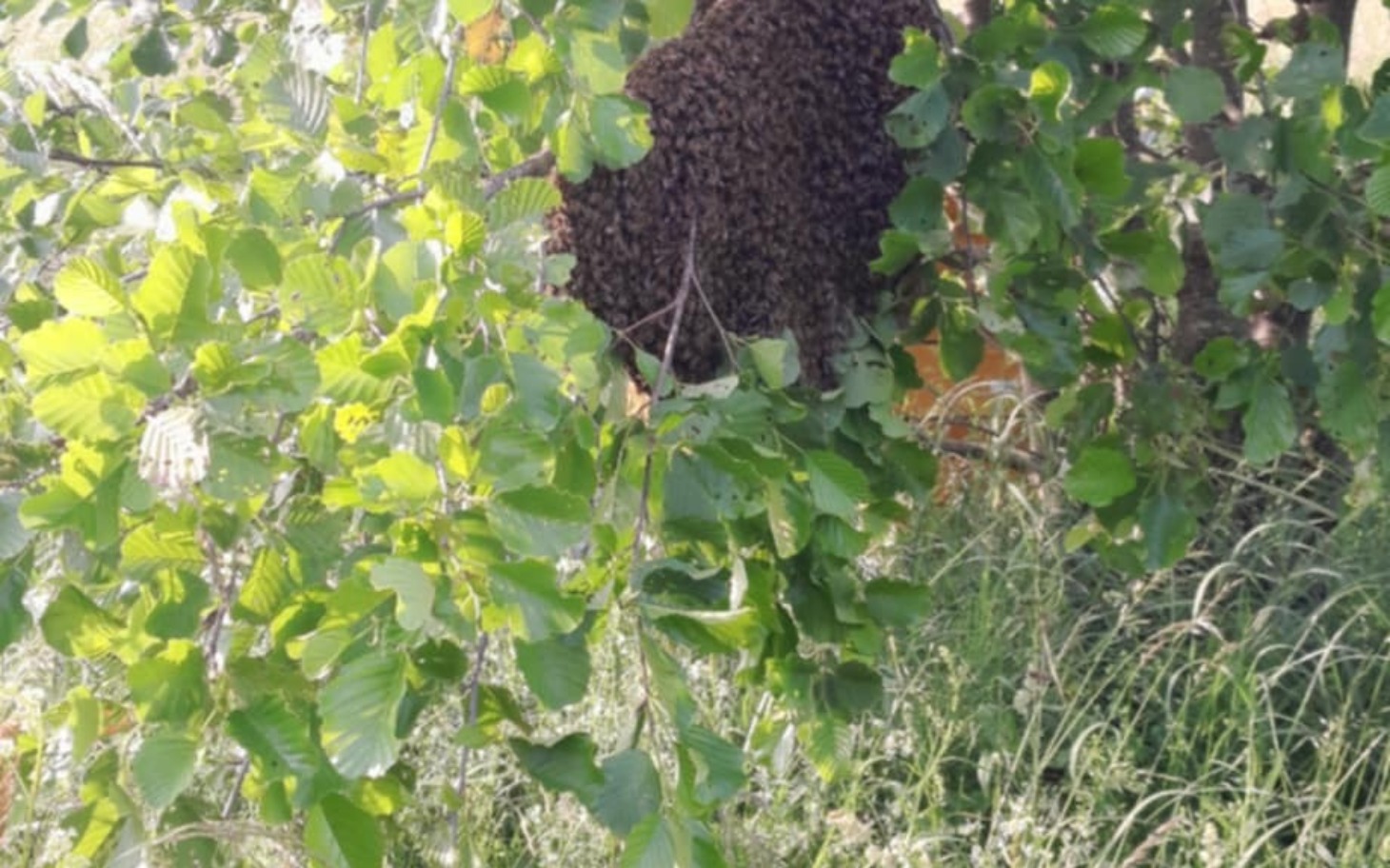 
        Ule z pszczołami na drzewie, otoczone zielonymi liśćmi.
    
