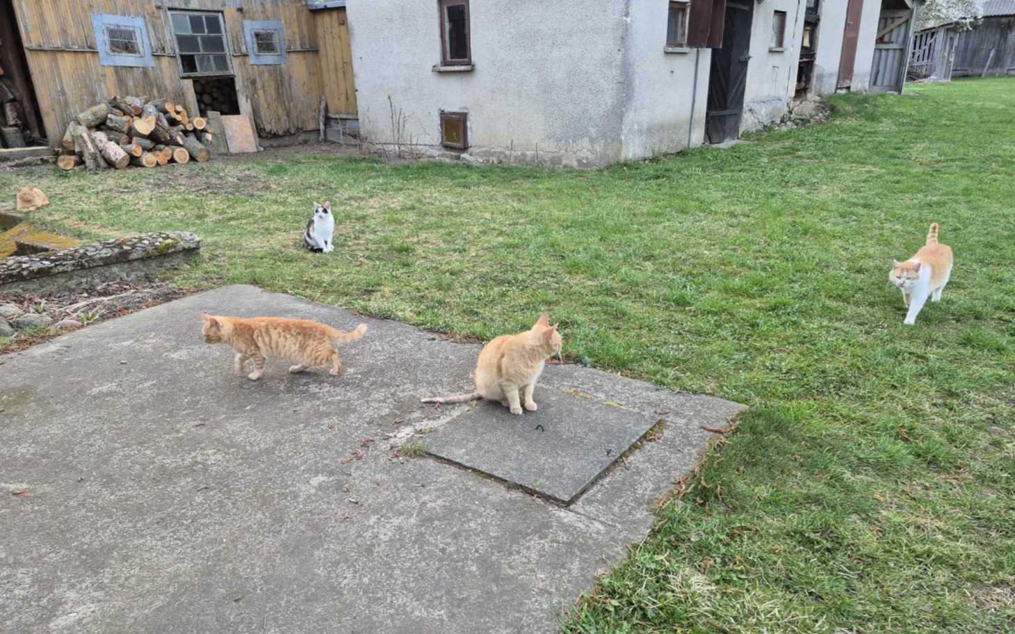 
        Cztery koty biegające po trawie w wiejskim otoczeniu.
    