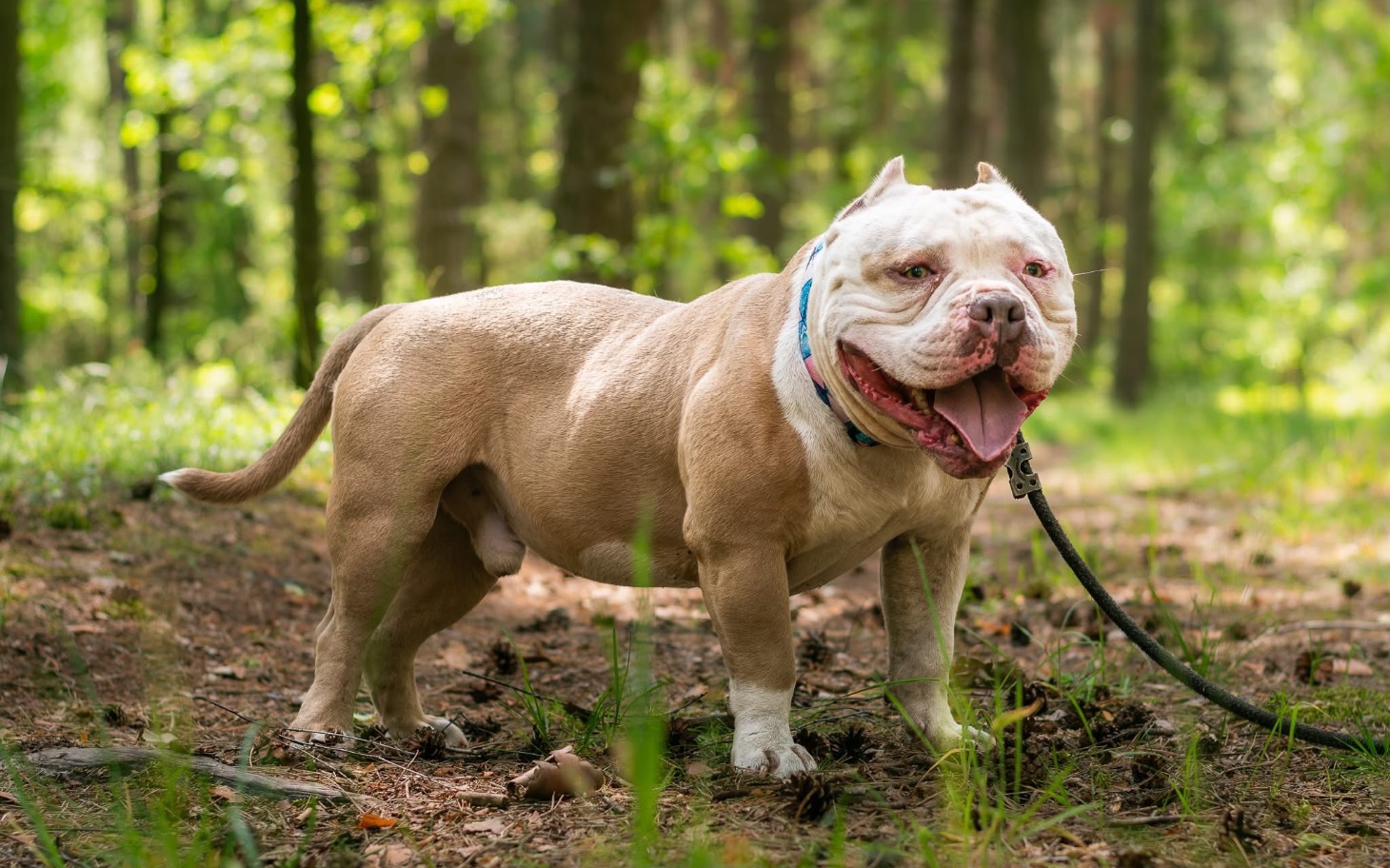 
        Pies rasy American Bully w lesie, z uśmiechem na twarzy.
    
