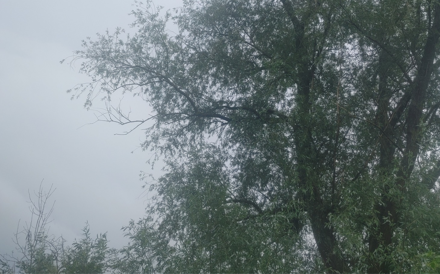 
        Wysoki drzewo z gałęziami, w pochmurny dzień.
    