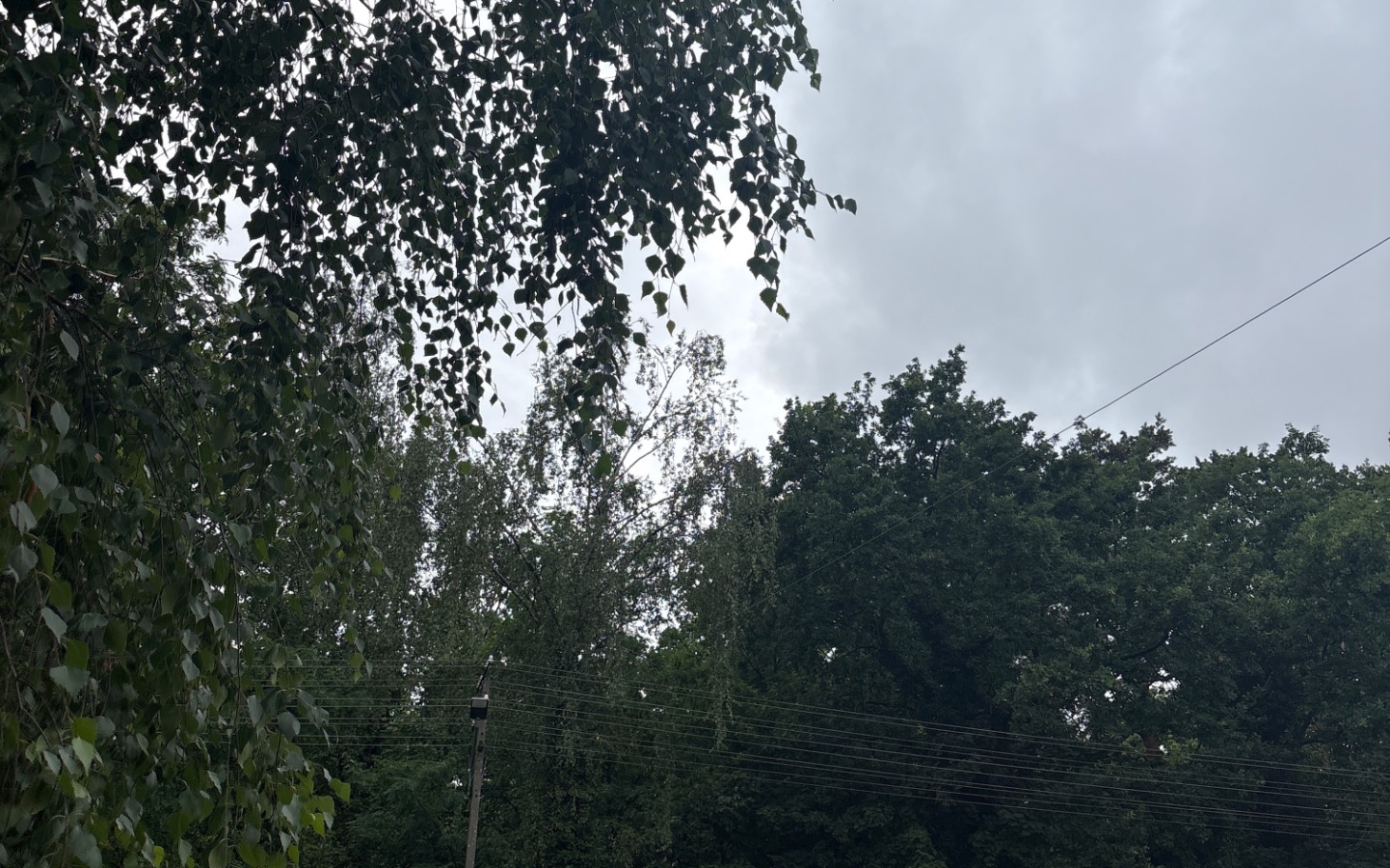 
        Zielone drzewa i chmury na niebie.
    