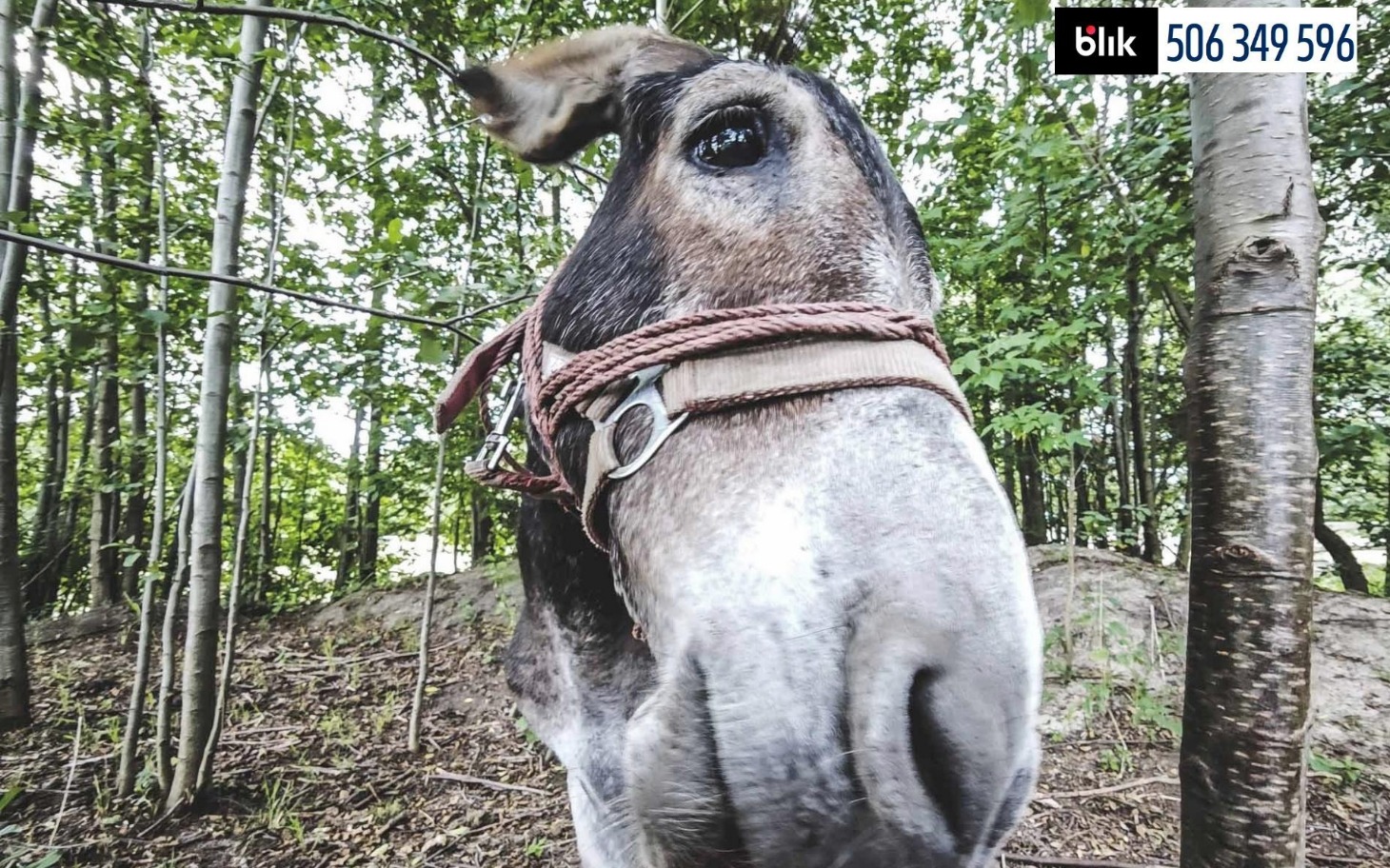 
        Zbliżenie na osła w lesie, z wyraźnym spojrzeniem.
    