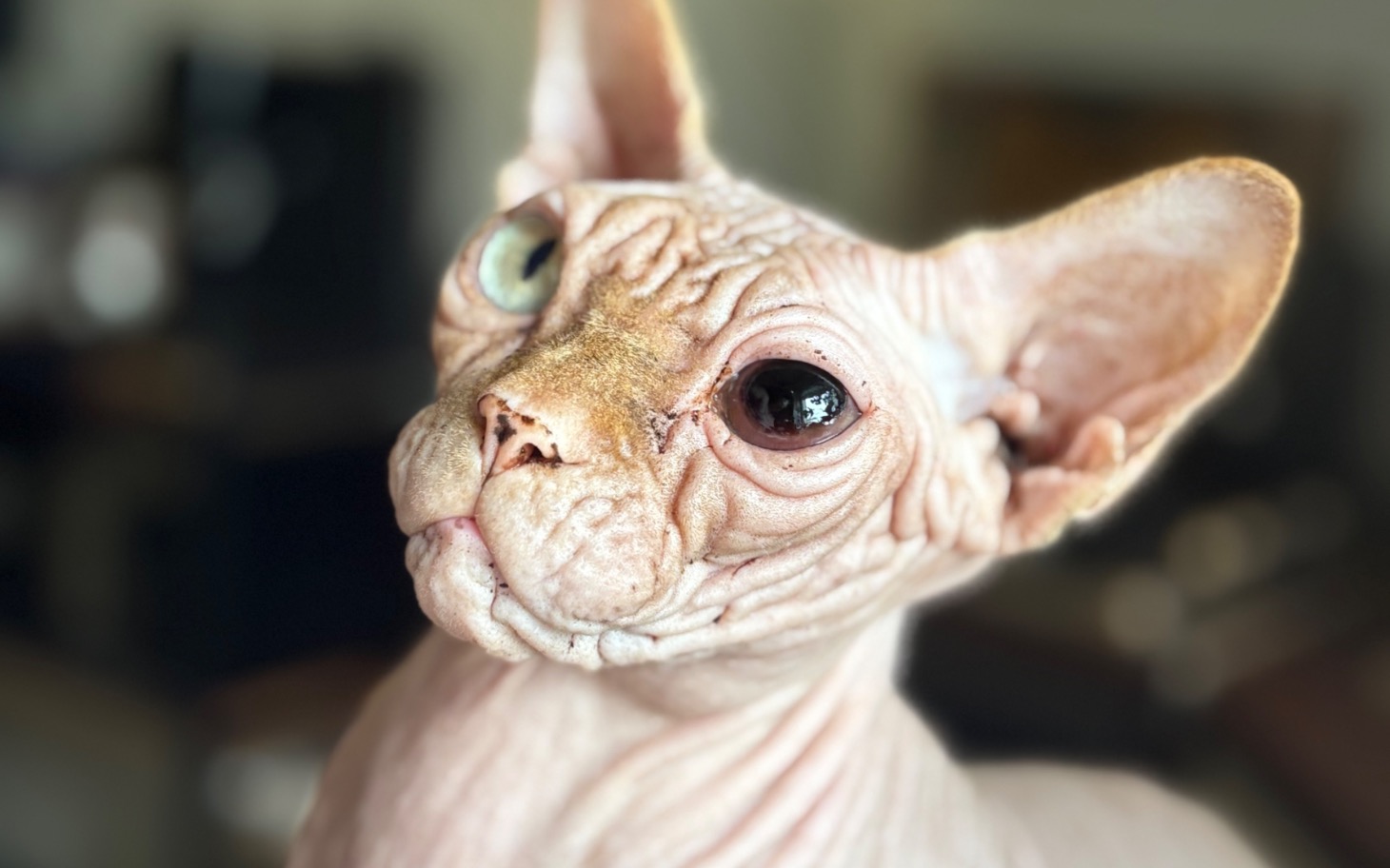 
        Sphinx z wyrazem twarzy, patrzący w dal.
    