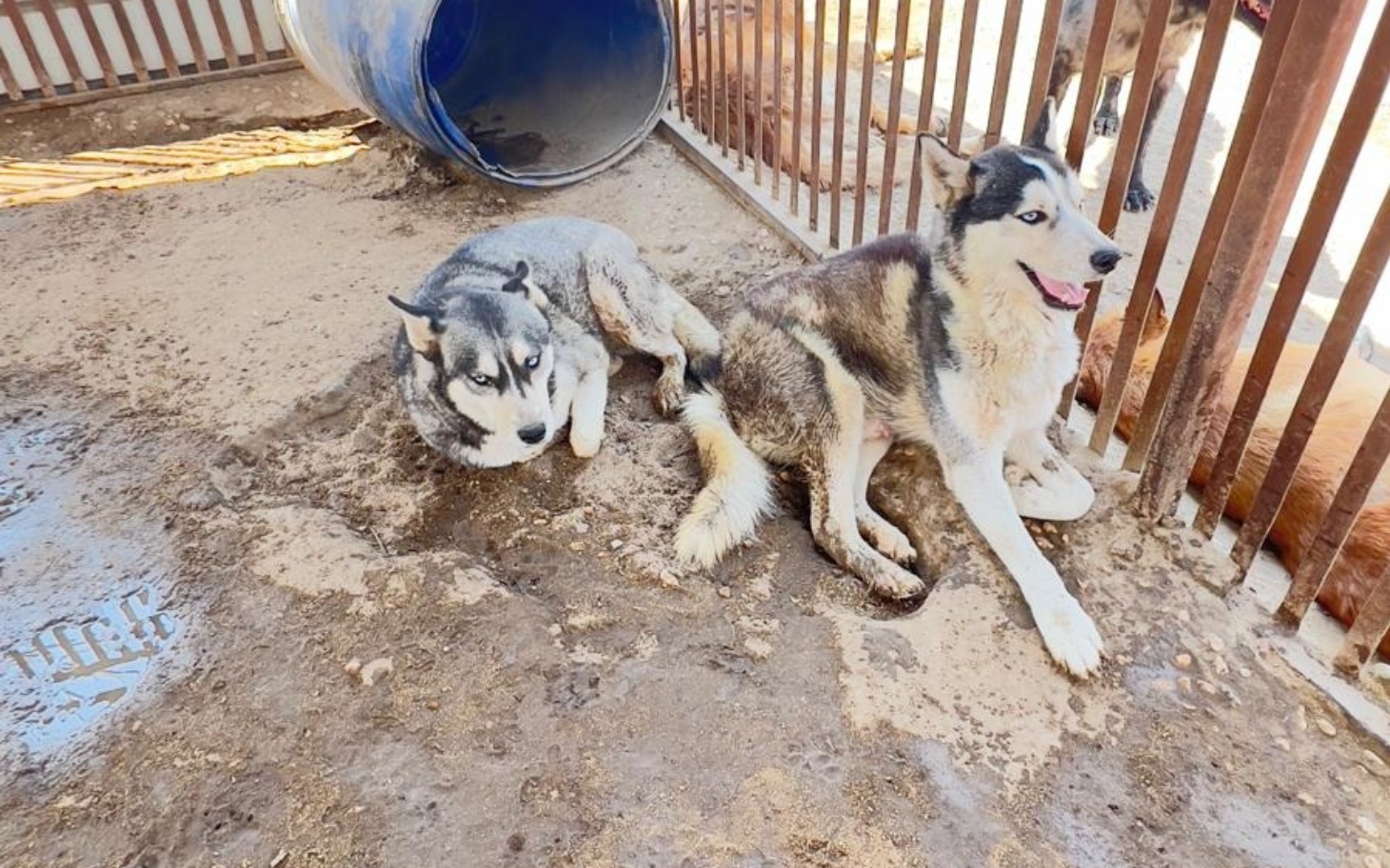 
        Dwa husky odpoczywające w boksie, w otoczeniu piasku.
    