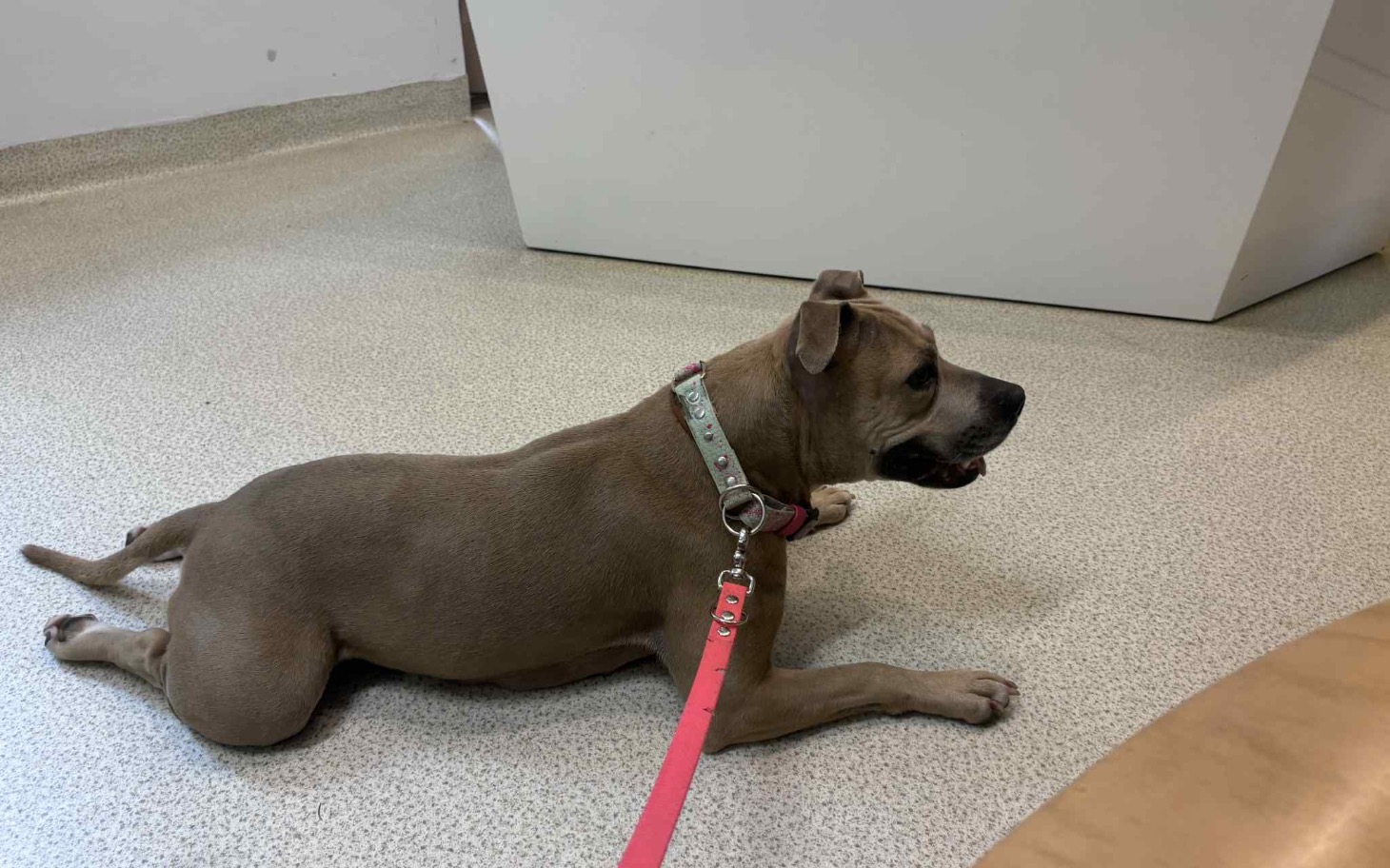 Pies leżący na podłodze w poczekalni.