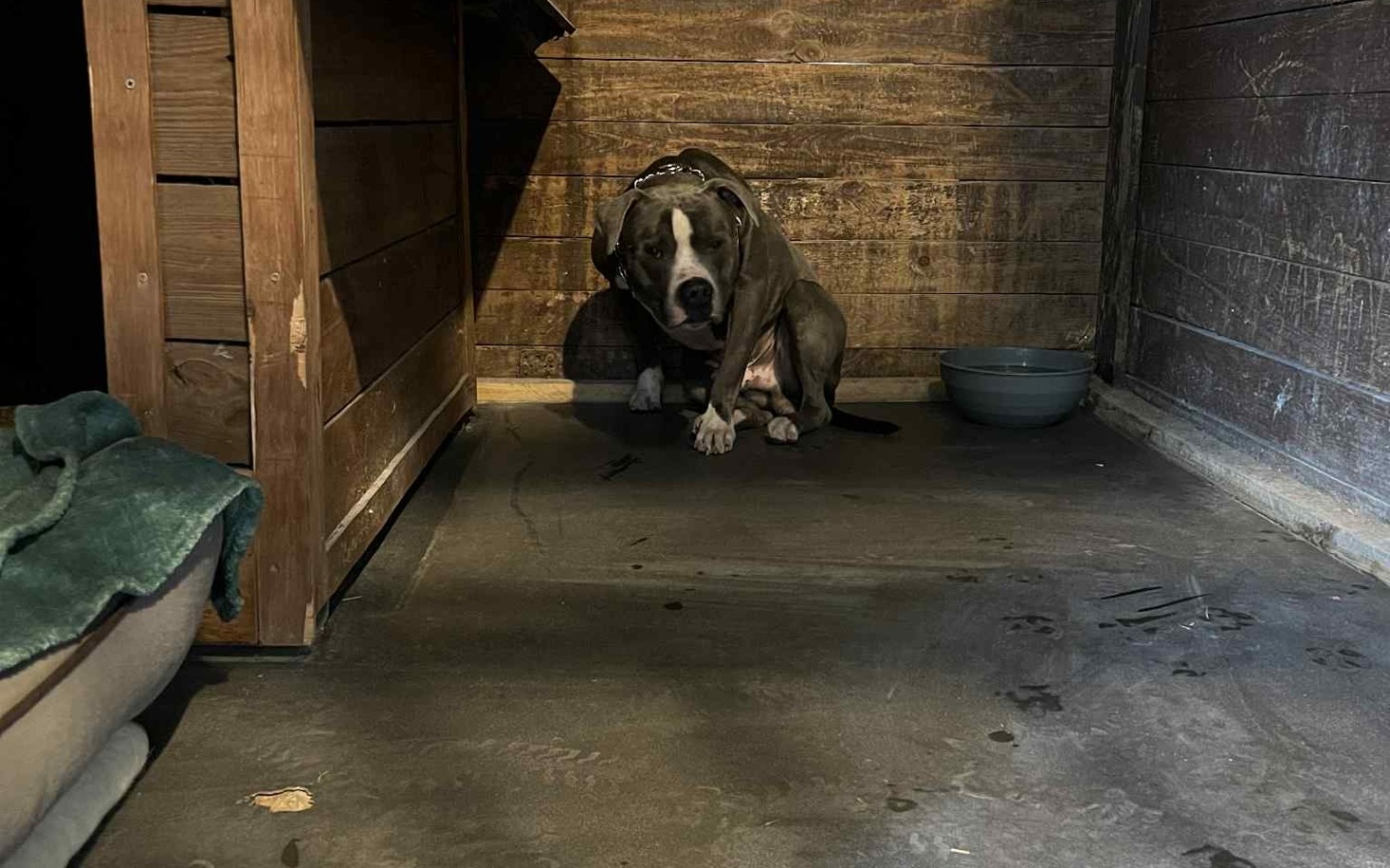 Pies siedzący w ciemnym pomieszczeniu, wyglądający na smutnego.