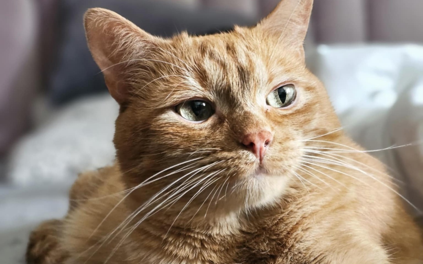 Rudy kot odpoczywający na łóżku, z wyrazem spokojnej twarzy.