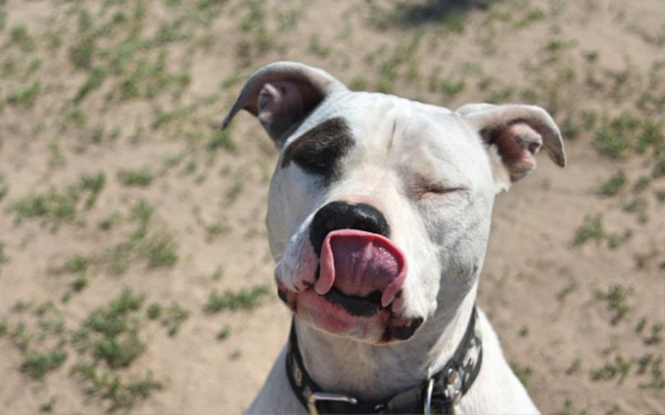 
        Zbiórka Podaj Łapę Bullom - zdjęcie główne
    