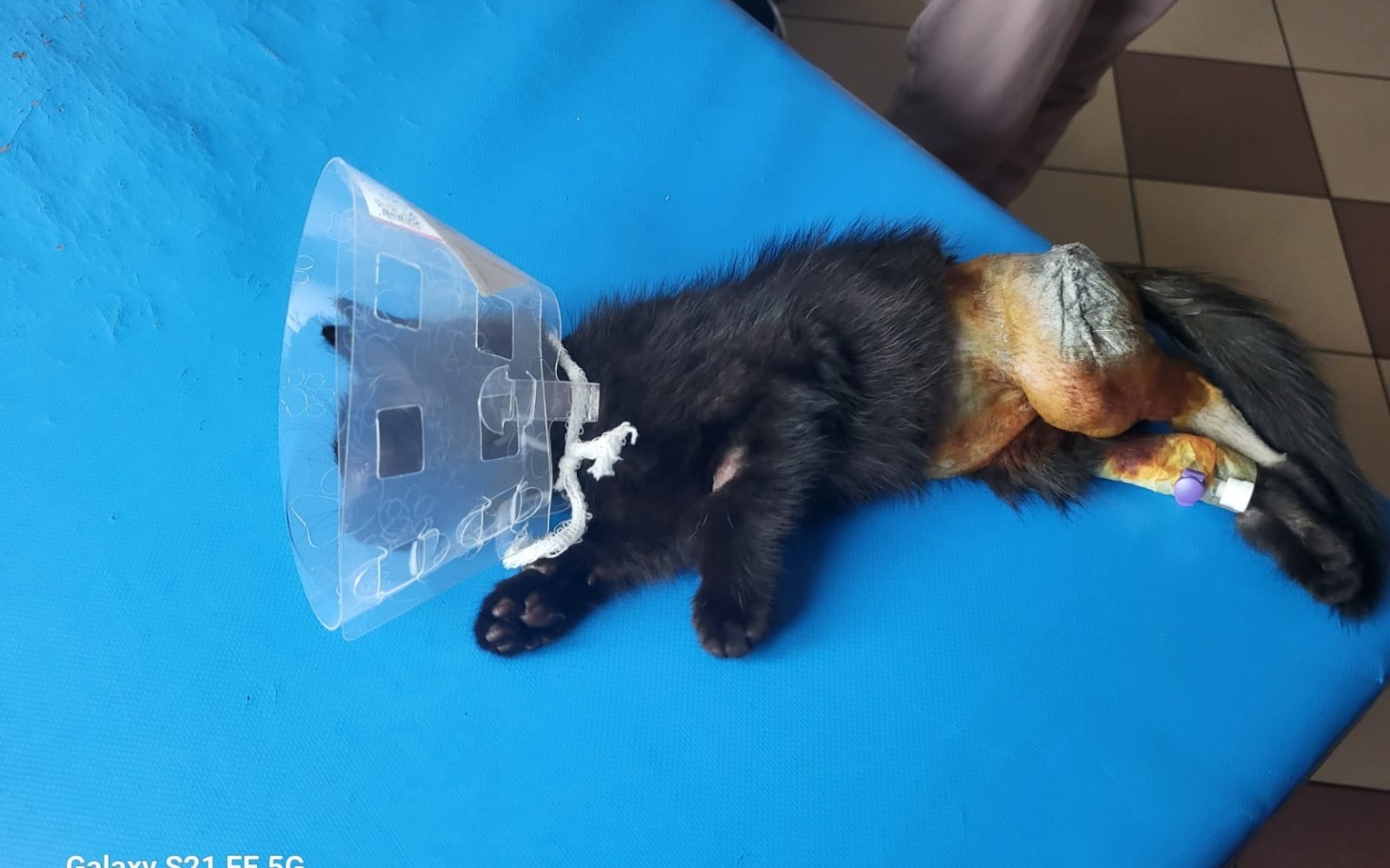 
        Kot w obroży ochronnej po zabiegu weterynaryjnym.
    