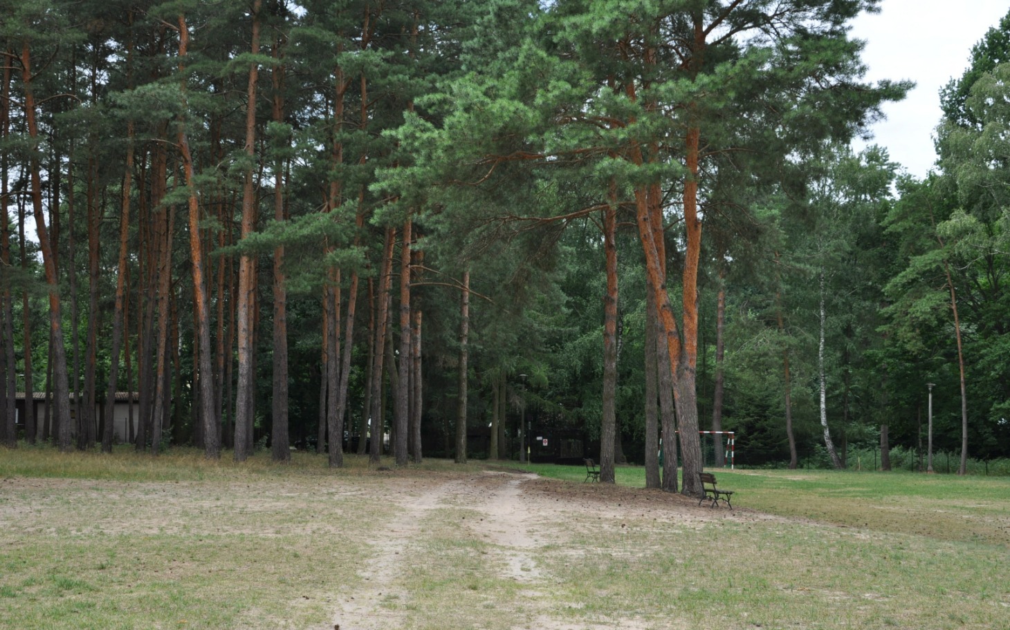 
        Pine trees in a serene park setting.
    