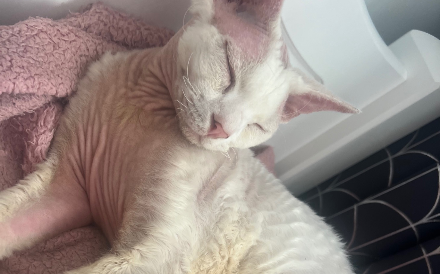 
        Kot rasy Devon Rex śpi na różowym kocyku.
    