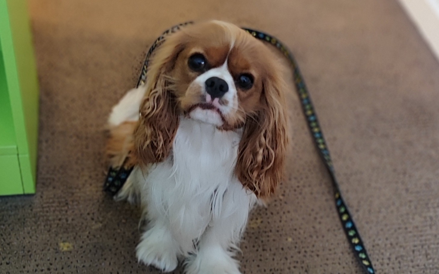 
        Cavalier King Charles Spaniel siedzący na podłodze, uroczy i przyjazny.
    