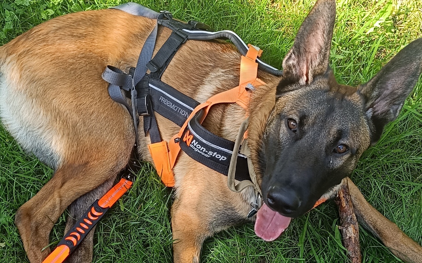
        Pies rasy belgijski Malinois leżący na trawie.
    