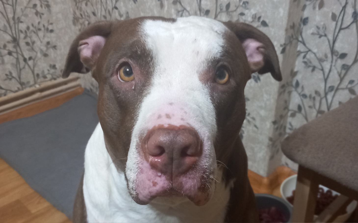 
        Przyjazny pies rasy amstaff z wyrazem ciekawości na twarzy.
    